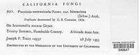 Puccinia extensicola image